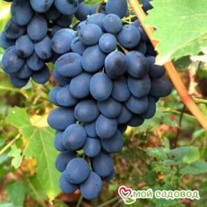Ароматный и сладкий виноград “Августа” в Алексеевке