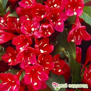 Вейгела цветущая “Ред Принц” в Алексеевке