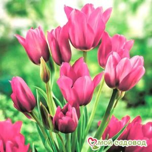Тюльпан многоцветковый Пурпл Букет в Алексеевке