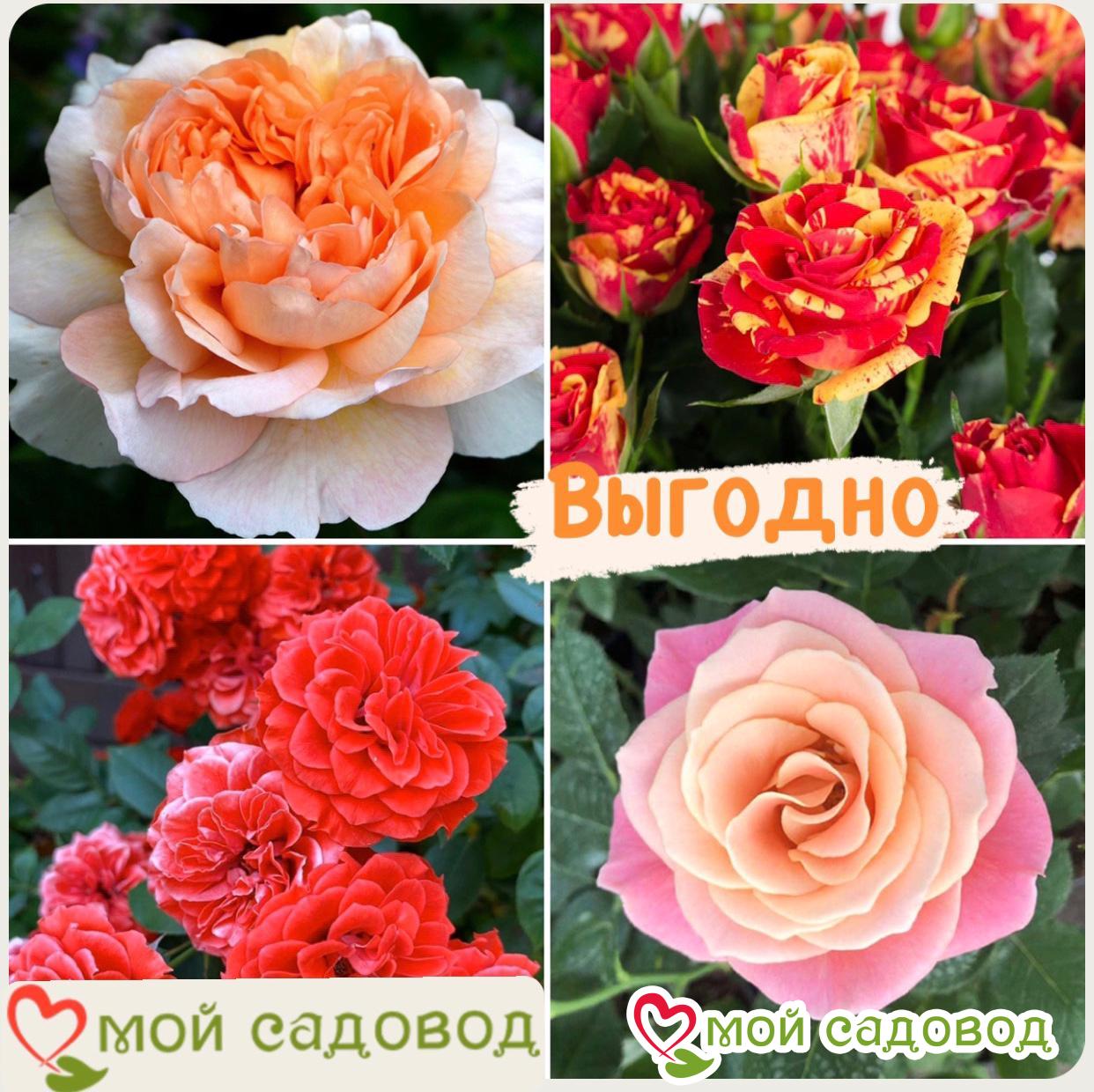 Комплект роз! Роза плетистая, спрей, чайн-гибридная и Английская роза в одном комплекте