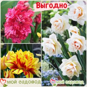 Весенний набор луковичных цветов в Алексеевке